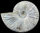 Silver Iridescent Ammonite - Madagascar #51502-1